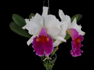 Rhyncholaeliocattleya Ewart McDonald