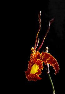 Psychopsis Kalihi