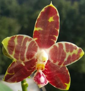 Phalaenopsis Brother Ambo Passion