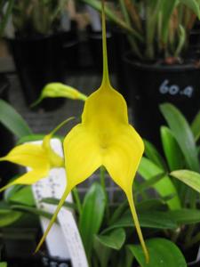 Masdevallia Kimballiana