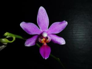 Phalaenopsis Memoria Hans-Werner Pelz