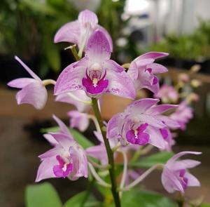 Dendrobium Memoria John Purvis