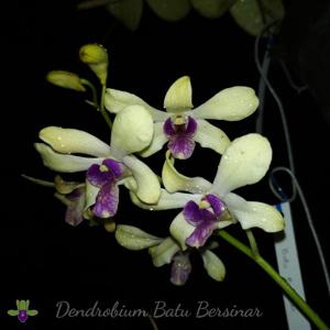 Dendrobium Batu Bersinar