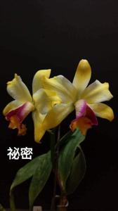 Rhyncholaeliocattleya Kyle