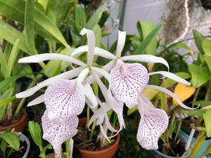 Brassocattleya Morning Glory