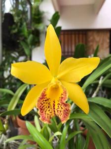 Rhynchobrassoleya Haiku Dawn