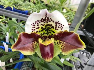 Paphiopedilum World Spa