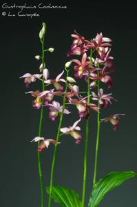 Gastrophaius Cooksoniae