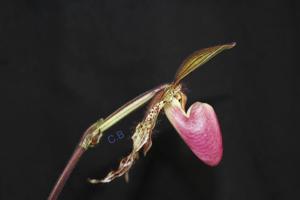 Paphiopedilum Prime Child