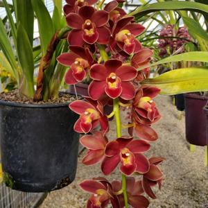 Cymbidium David Teuschler