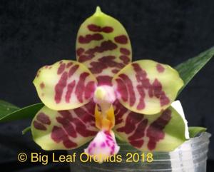 Phalaenopsis Miro Hime