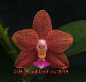 Phalaenopsis Pylo's Butterfly