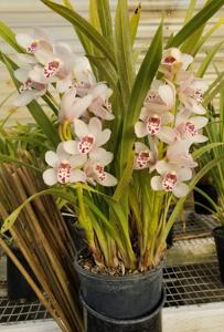 Cymbidium Oxnard Cutie