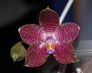 Phalaenopsis Yaphon in Taiwan