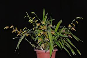 Cymbidium Tiger Moth