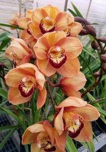 Cymbidium Whitney Houston