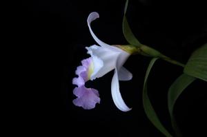 Sobralia Mirabilis