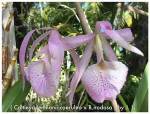 Brassocattleya Jenosa