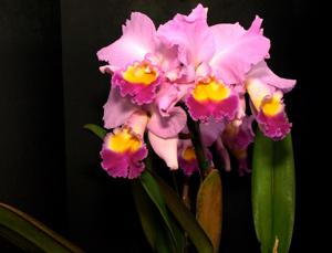 Cattleya Horace