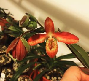 Phragmipedium Andean Fire