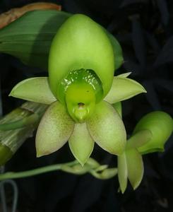 Catasetum Jamie Lawson XOXO