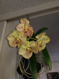 Vanda Sanchai Gold Spots