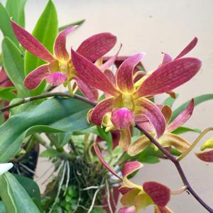 Dendrobium Kou Congxiang - Ding Fengling