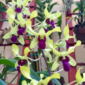 Dendrobium Lee Tong Juan BBM