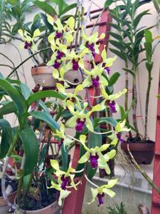 Dendrobium Lee Tong Juan BBM