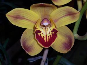 Cymbidium Memoria Stuart Sperber