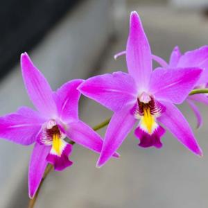 Laelia Finckeniana