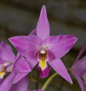 Laelia Finckeniana