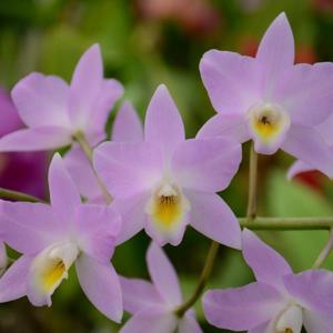 Laelia Finckeniana