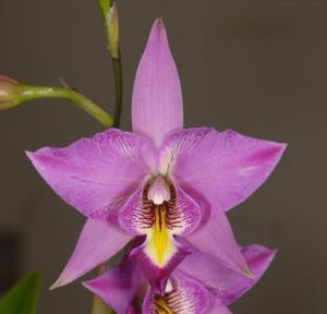 Laelia Finckeniana