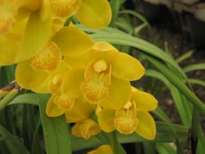 Cymbidium Blanche Ames