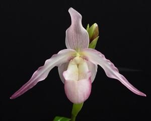 Phragmipedium Calurum