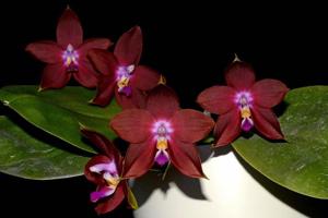 Phalaenopsis LD's Bear King