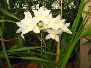 Cymbidium Portuguese Passion