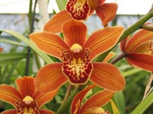 Cymbidium Kusuda Shining