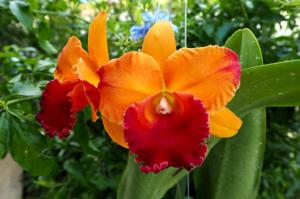 Rhyncholaeliocattleya Little Toshie-Yen Twentyfour Carat