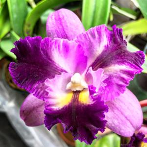 Rhyncholaeliocattleya Little Angel