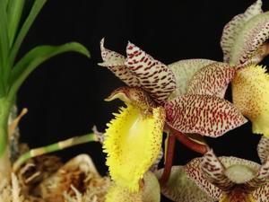 Catasetum Chuck's Dentist