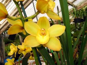 Cymbidium May Hopcraft