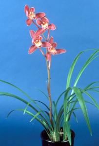 Cymbidium Eastern Melody