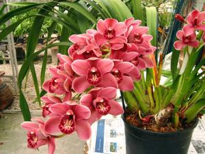 Cymbidium Venetian Lilac