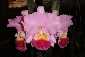 Cattleya Horace