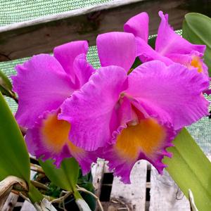 Rhyncholaeliocattleya Triumphal Coronation