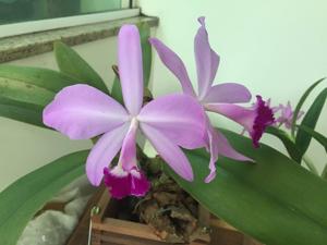 Cattleya Statteriana