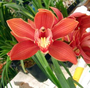 Cymbidium Spartan Queen