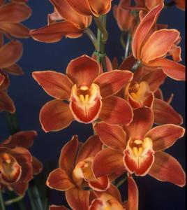 Cymbidium Wallacia